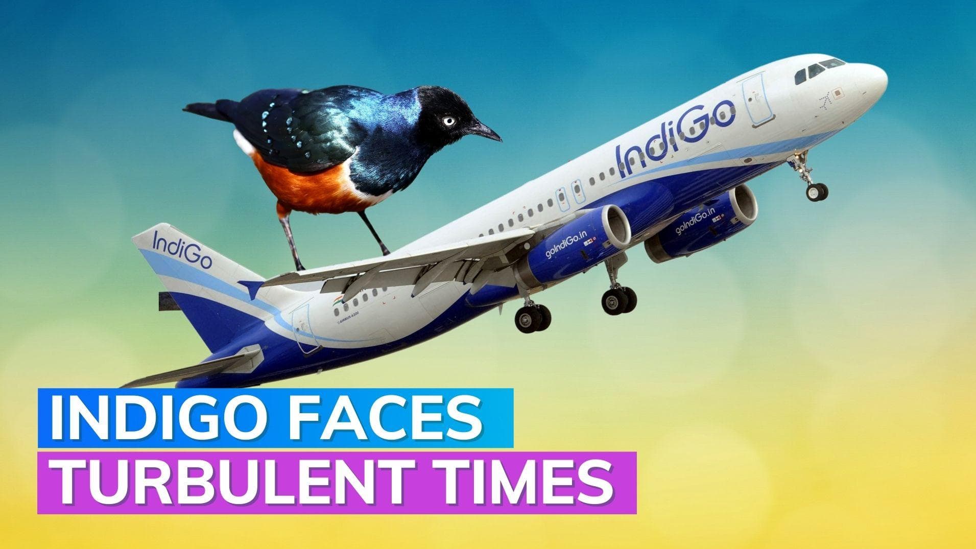 IndiGo flight hit by a bird, third such incident in 24 hours 