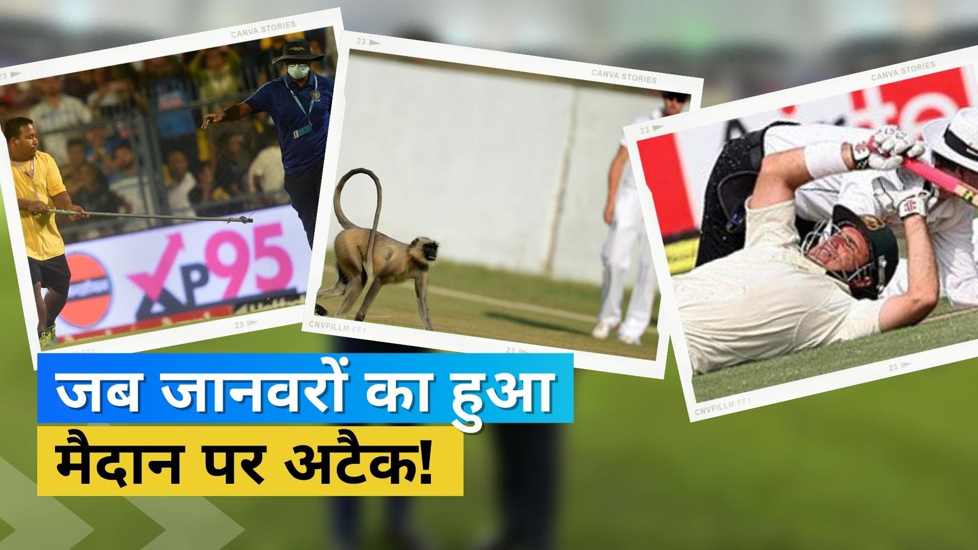 बीच ग्राउंड में हुए सांप, बंदर और कुत्ते के दर्शन... जब जानवरों ने क्रिकेट के मैदान पर जमकर मचाया उत्पात