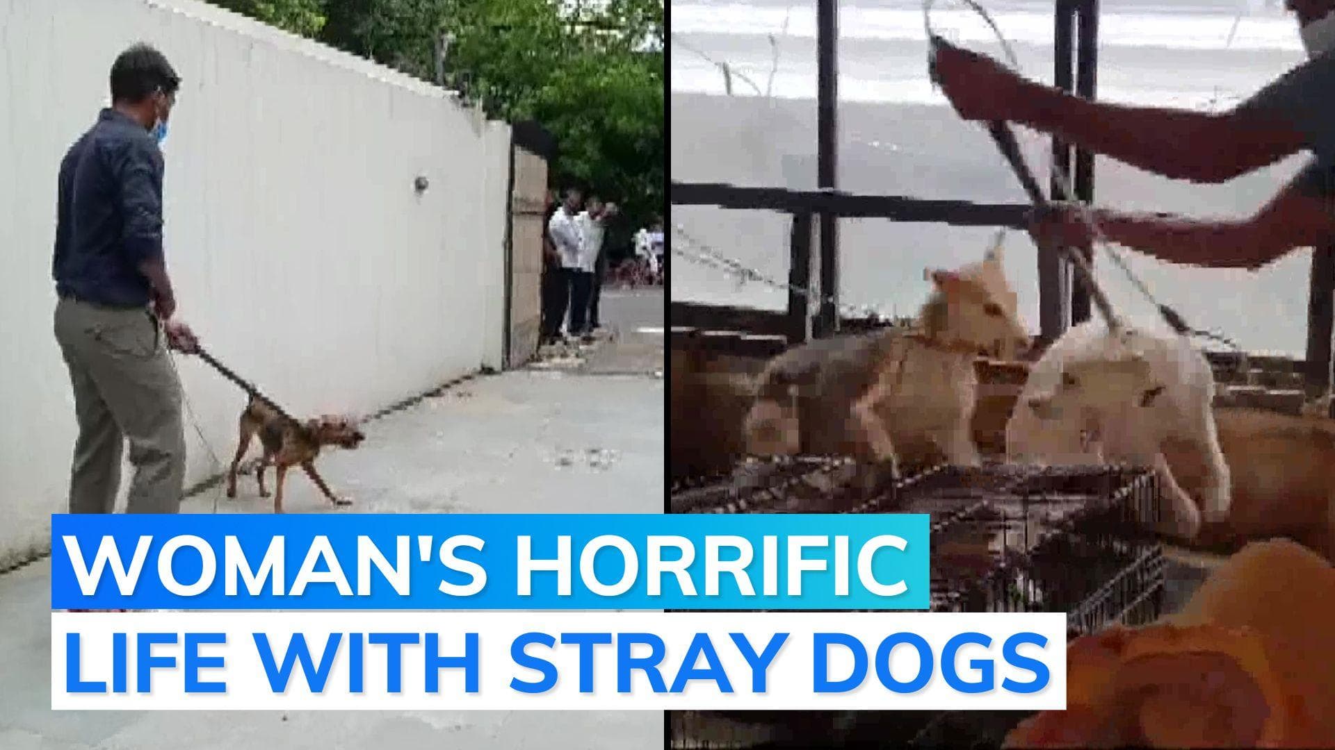 14 dogs kept tied up in house without food for 2-3 yrs; finally rescued in Delhi