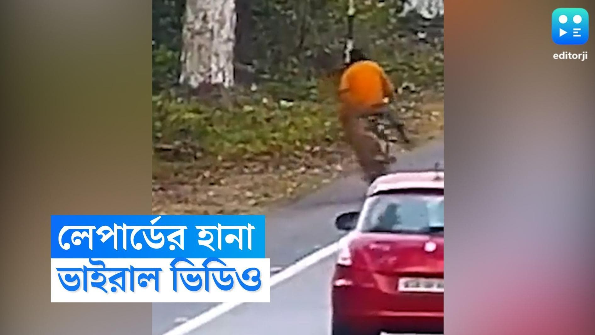 Leopard attack: সাইকেল চালিয়ে যাচ্ছেন এক আরোহী, আচমকাই চিতার হানা, তারপর... 