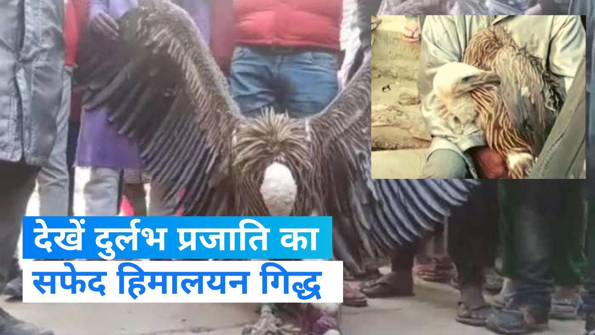 Vulture Captured: कानपुर में मिला दुर्लभ प्रजाति का सफेद हिमालयन गिद्ध, देखने वालों का लगा तांता