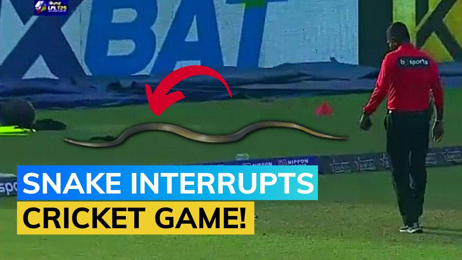Watch: Snake stops play during Lanka Premier League match, video goes viral | LPL 2023