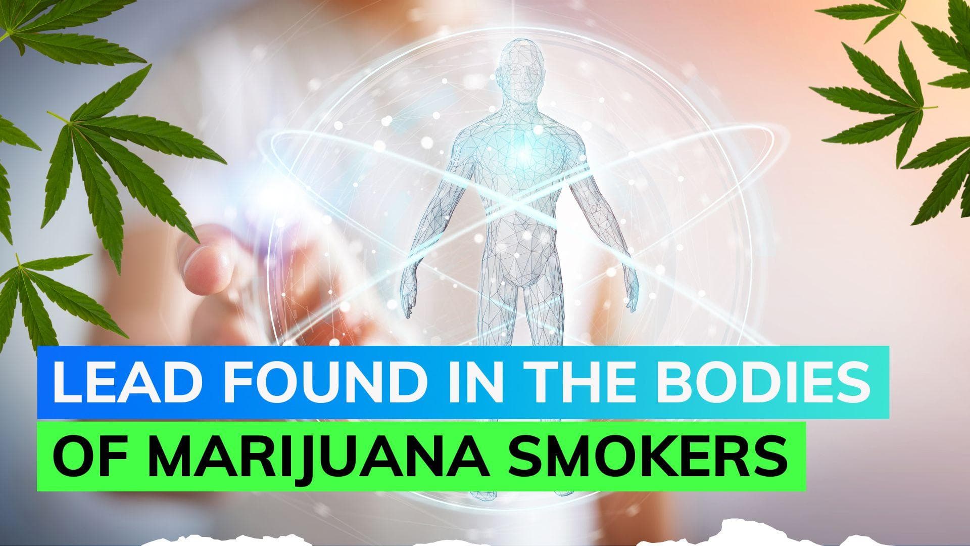 Those who smoke up marijuana have higher levels of metal in their bodies: Study