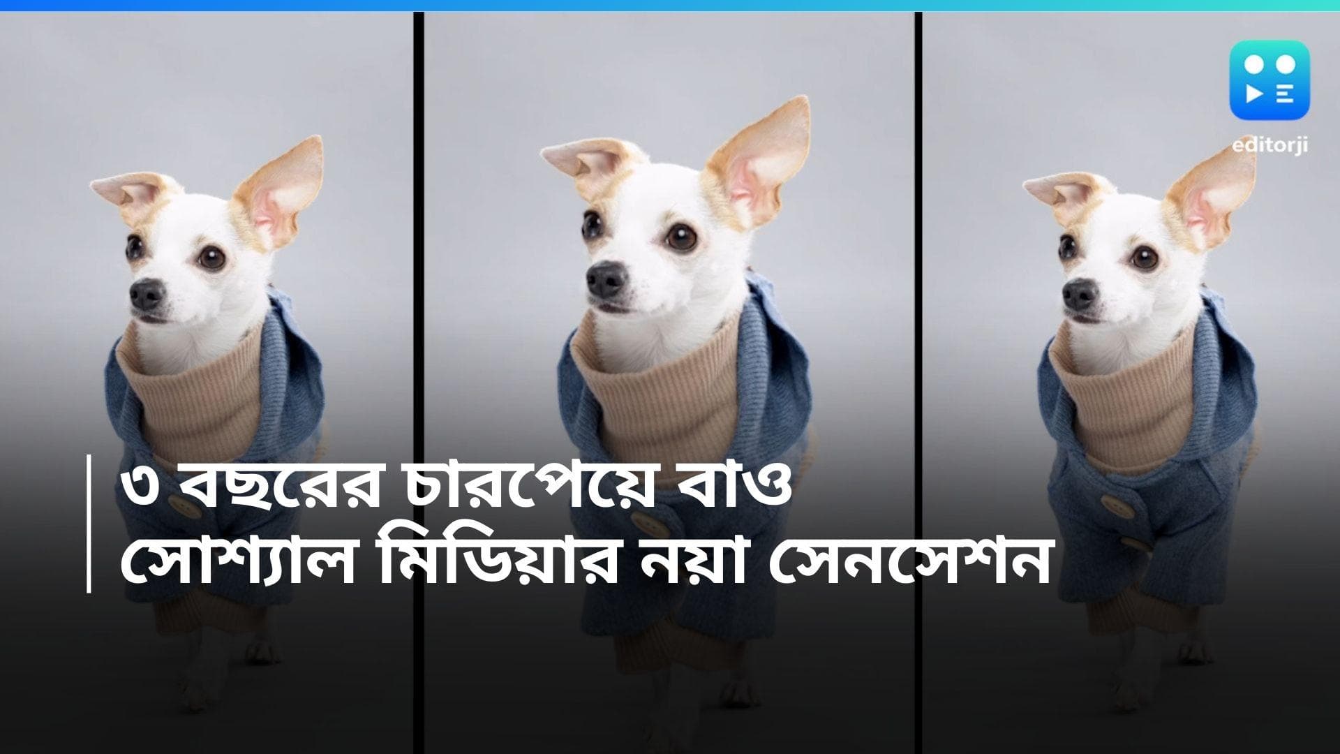 Viral Video: ২ লক্ষ টাকার প্রসাধনী ব্যবহার থেকে তুখোড় ফ্যাশন সেন্স! অন্যতম ধনী 'চারপেয়ে' বাওকে চেনেন? 