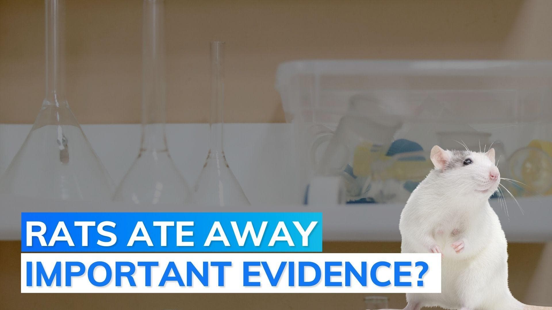 MP: Indore police holds rats responsible for missing viscera samples, probe ordered