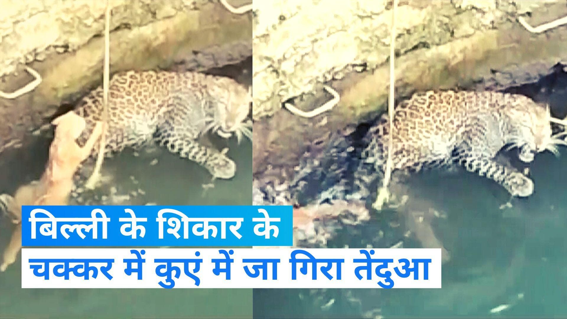 Maharashtra News: नासिक में दिखा अनोखा नजारा! एक ही कुएं में गिरी बिल्ली और तेंदुआ, देखें VIDEO