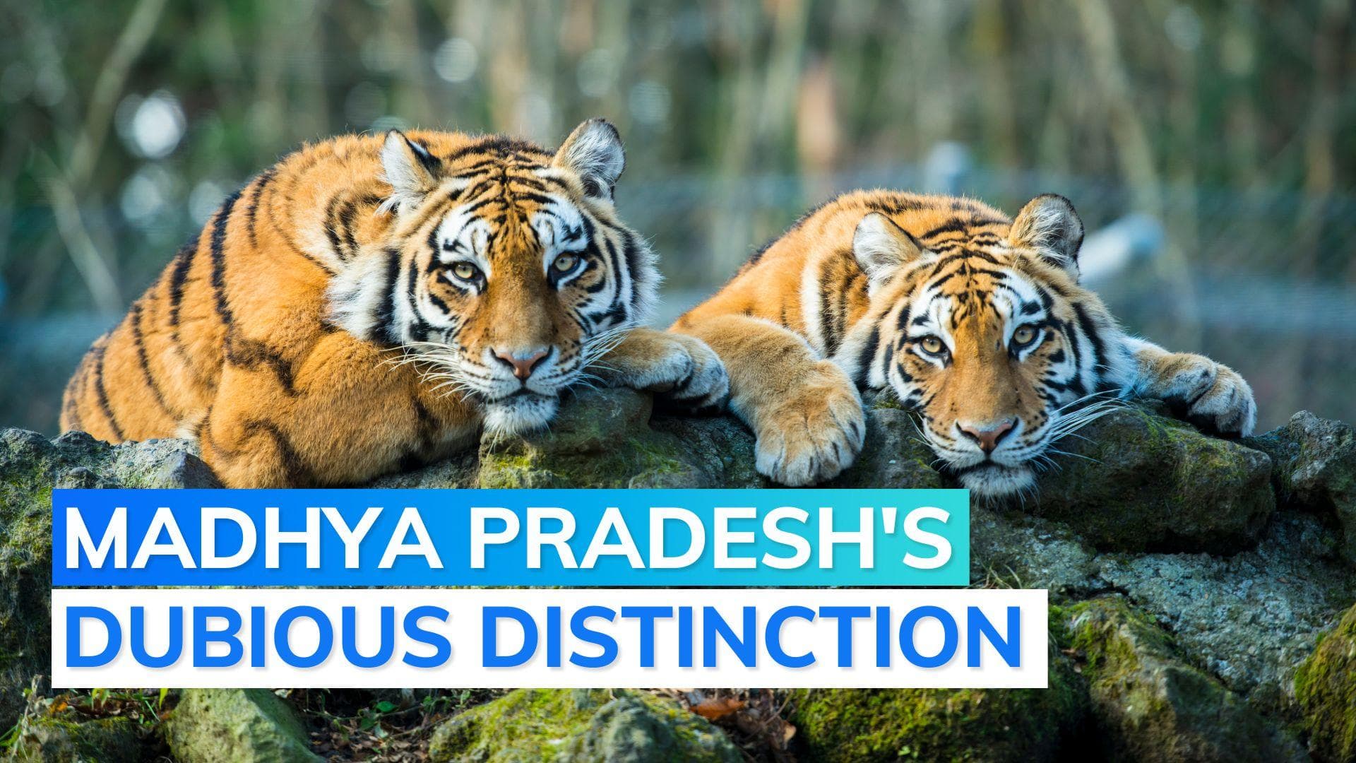 Madhya Pradesh records highest number of tiger deaths in India