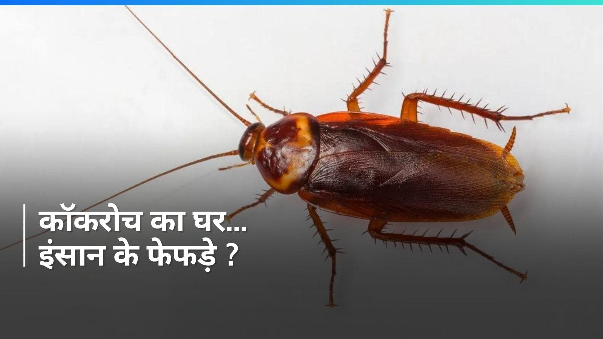 Shocking News: फेफड़े में फंसा था कॉकरोच...सांस लेने में हुई तकलीफ तो डॉक्टर्स भी रह गए शॉक्ड