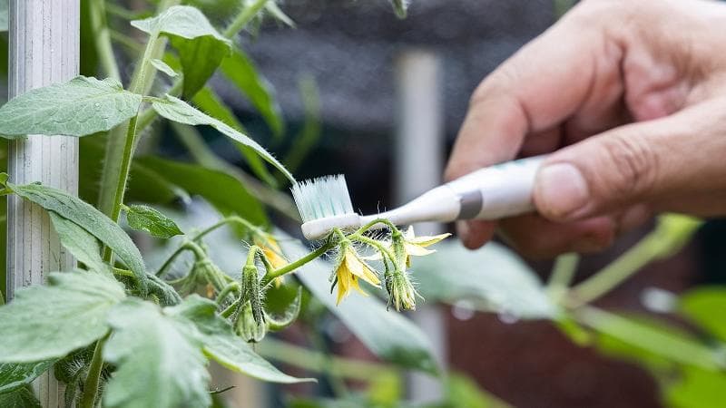 How to manually pollinate plants? An electric toothbrush is your cheapest bet!