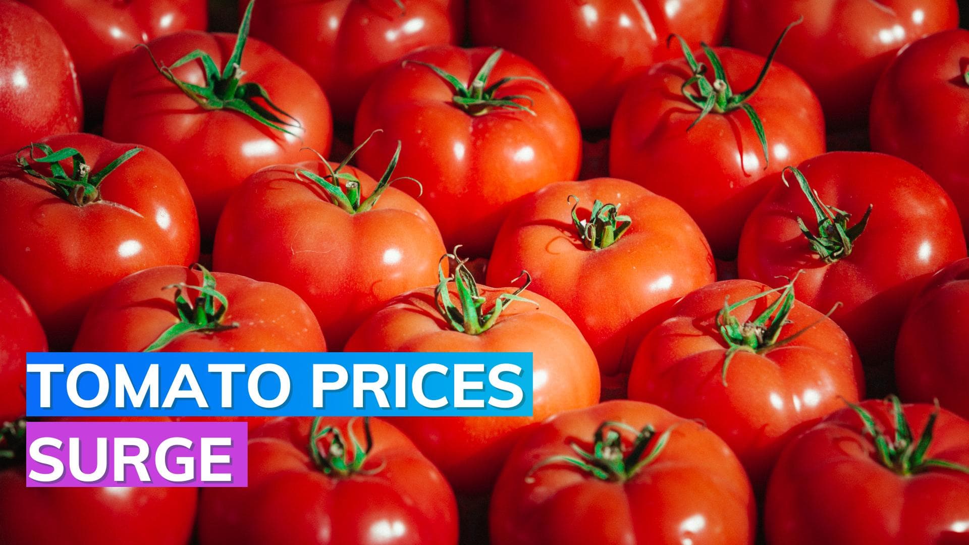 Due to delayed monsoon, Tomatoes prices may cross ₹100/KG: Report