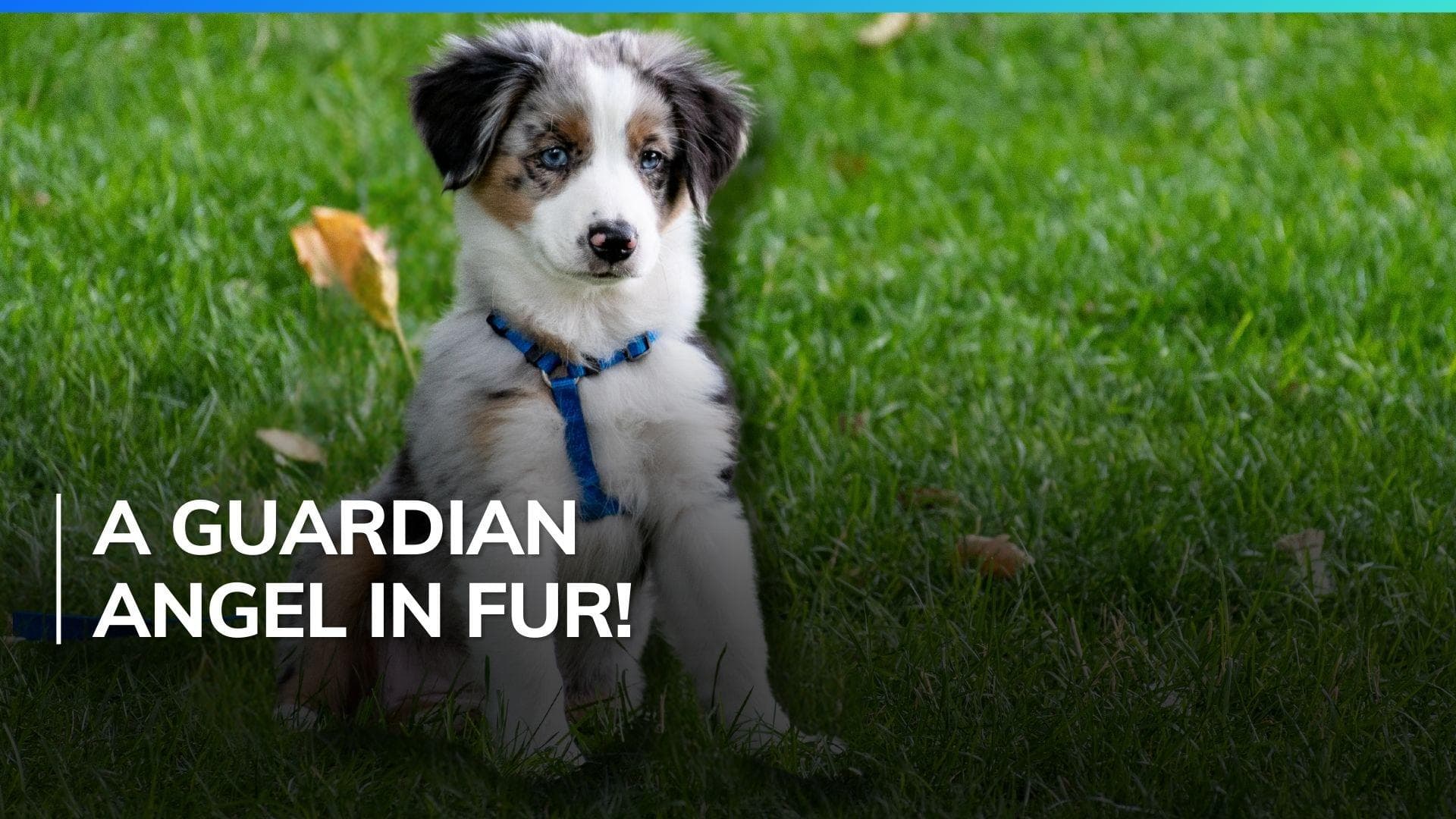 Heroic dog alerts owner of deadly Taiwan earthquake, video viral | Watch