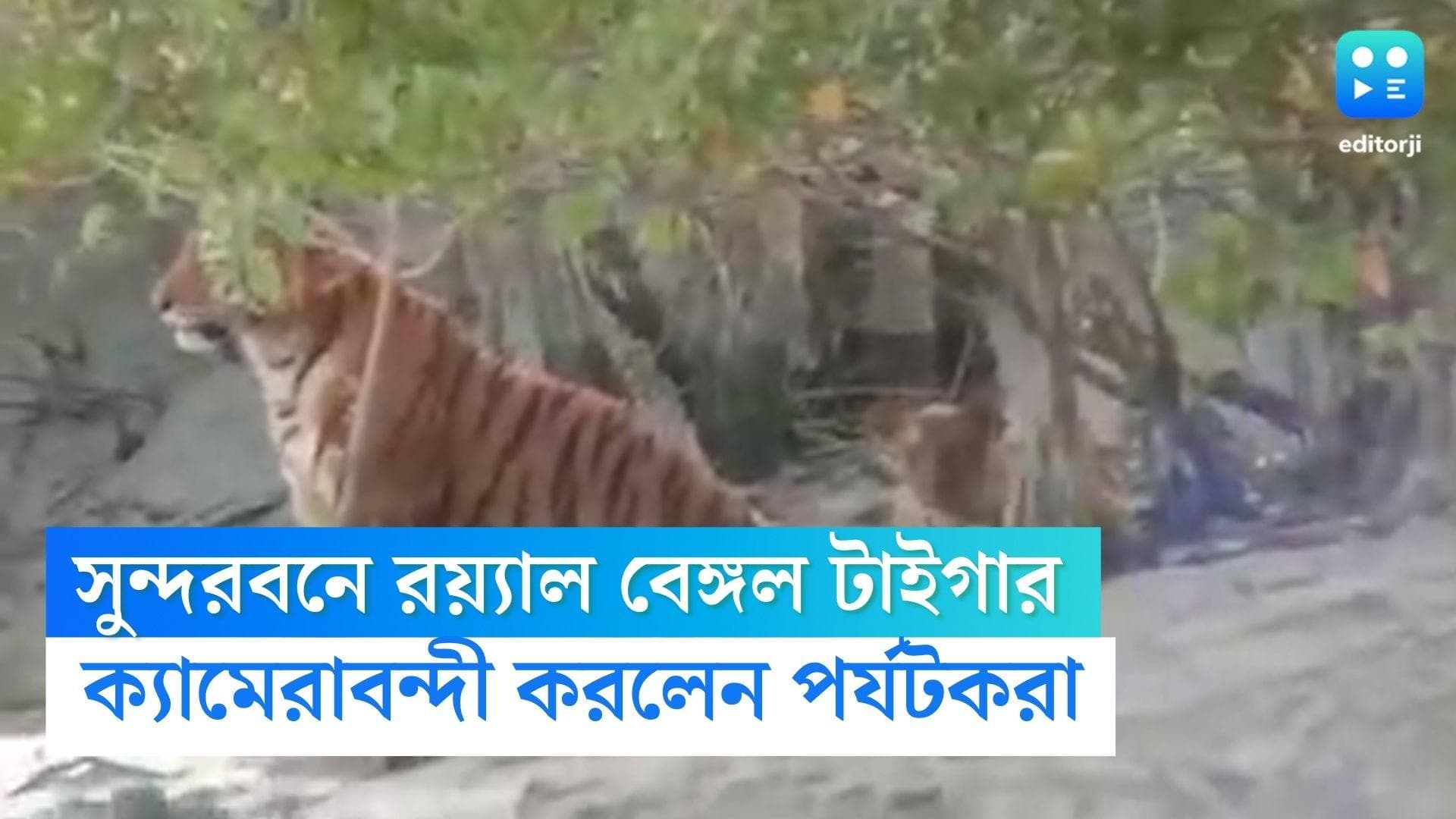 Royal Bengal Tiger Sundarban : শীতের মরসুমের শুরুতেই সুন্দরবনে মিলল বাঘের দেখা, খুশি পর্যটকরা