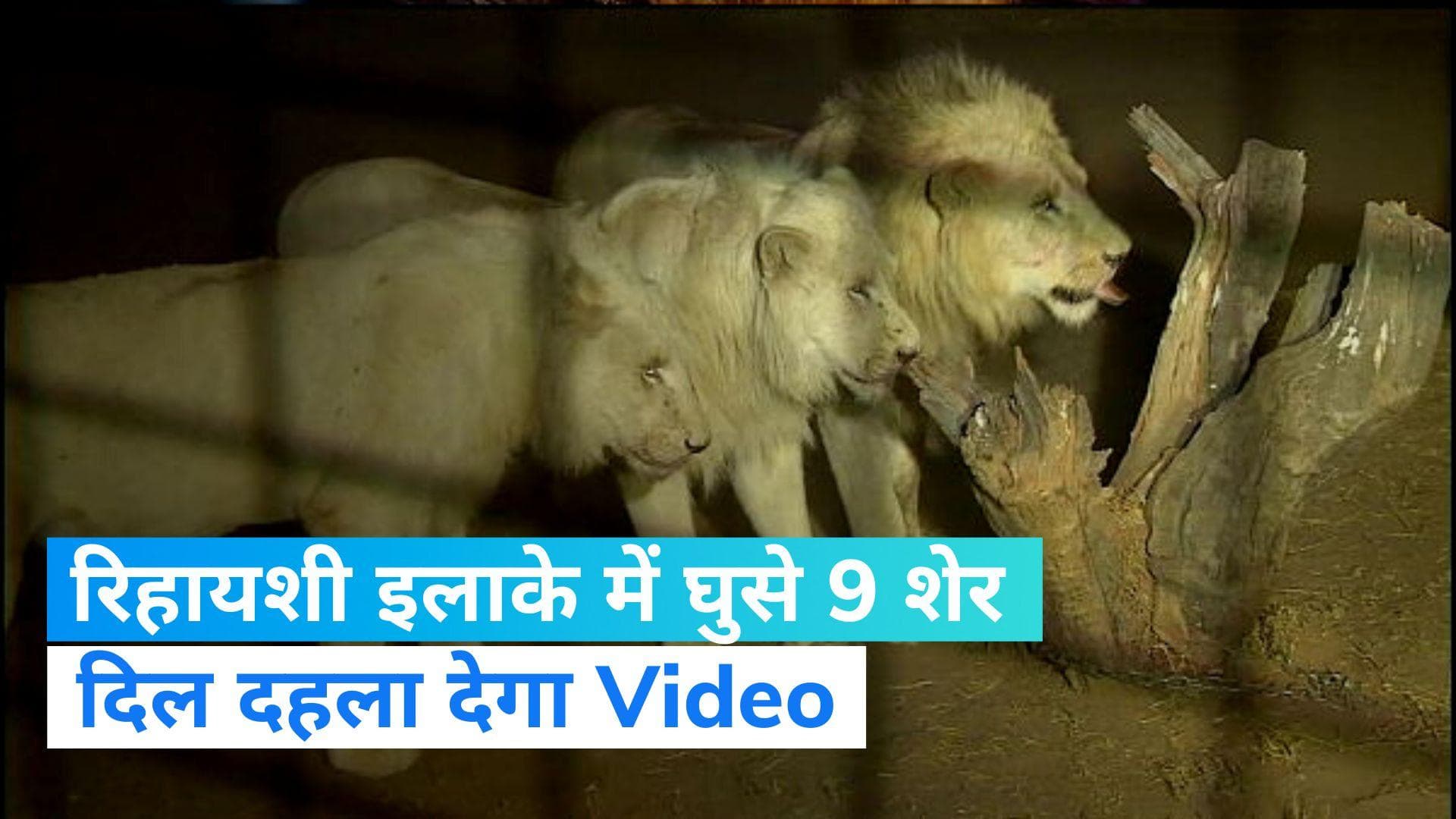 Lion video viral: रिहायशी इलाके में घुसे एक साथ 9 शेर, आपका दिल दहला देगा Video 