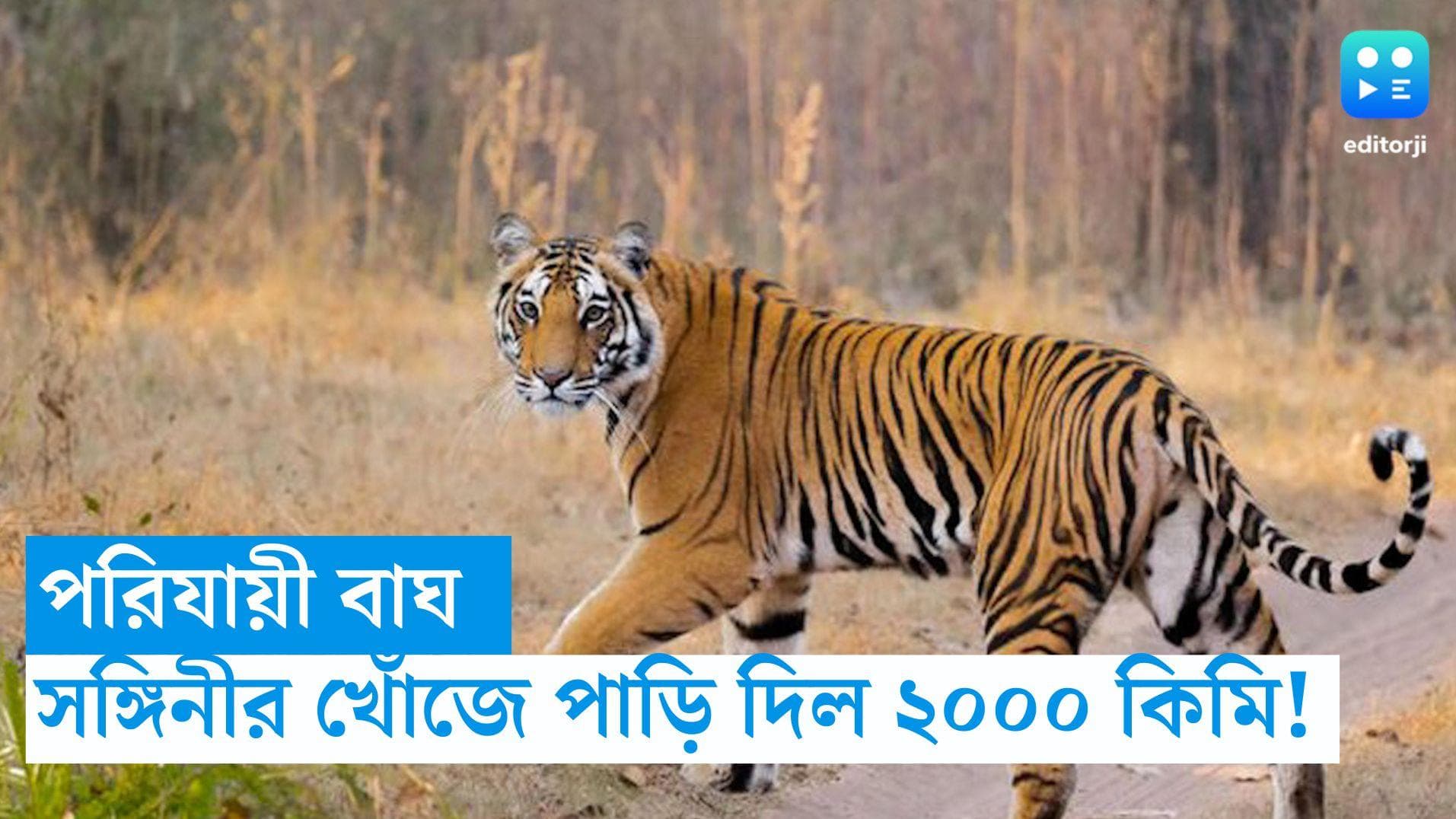 Migrant Tiger: এলাকা দখলের লড়াই নাকি সঙ্গিনীর খোঁজ? ৪ রাজ্য ঘুরে, ২০০০ কিমি পাড়ি দিল পরিযায়ী বাঘ 