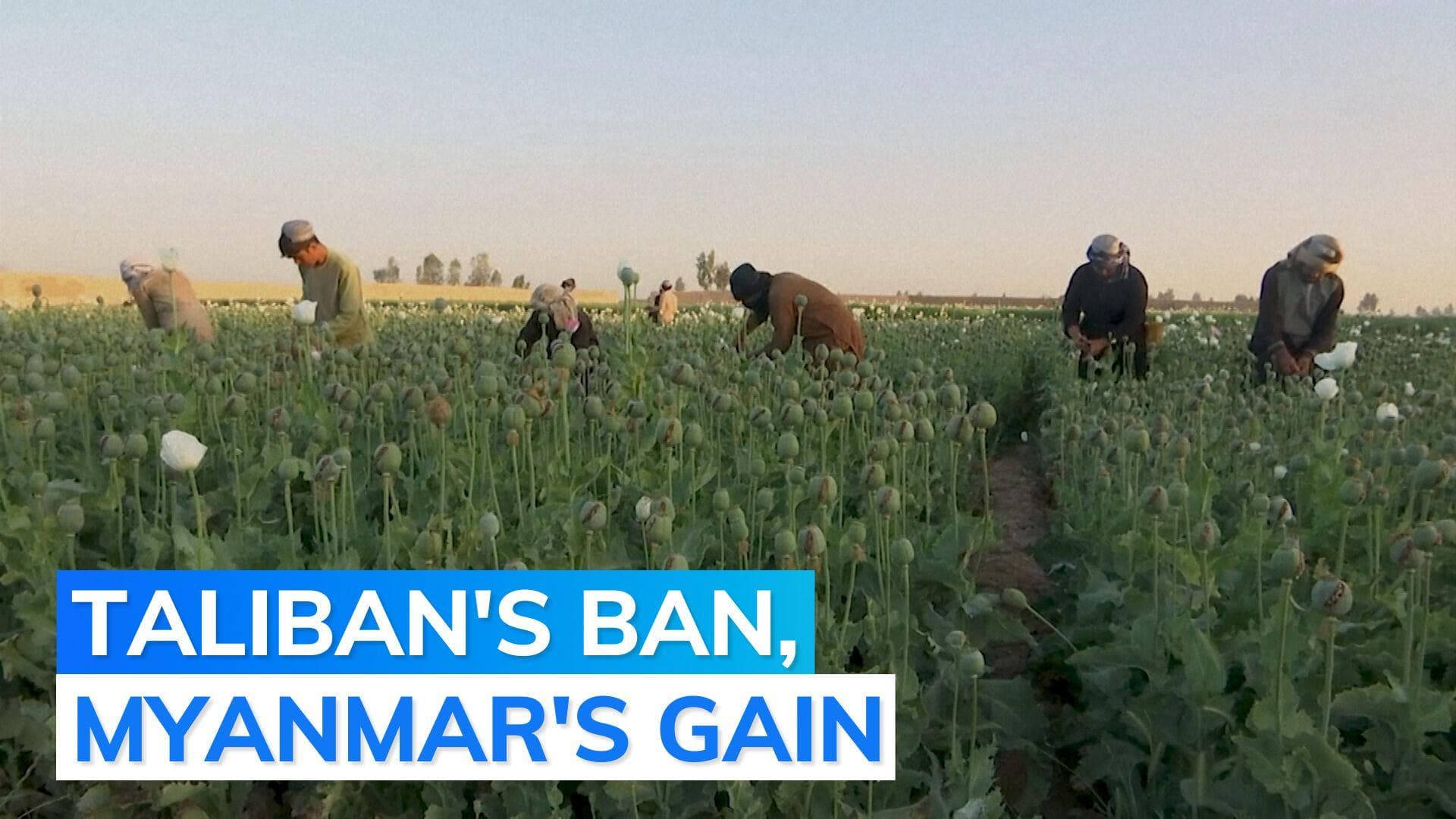 Myanmar emerges as top global supplier of opium, surpasses Afghanistan