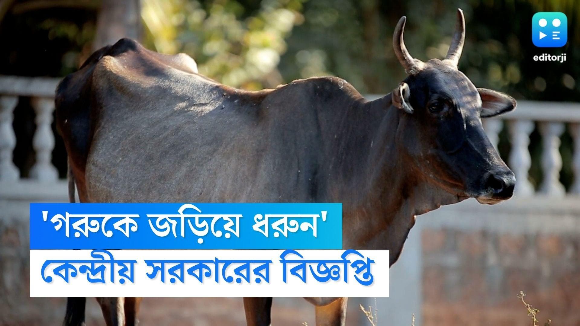 Cow Hug Day : 'ভ্যালেন্টাইন্স ডে'-তে গরুকে জড়িয়ে ধরুন, আর্জি কেন্দ্রীয় সংস্থার !