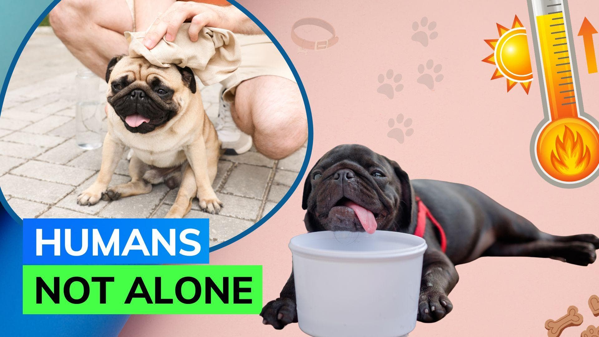 The rising temperatures and climate change might be making dogs more aggressive: Study