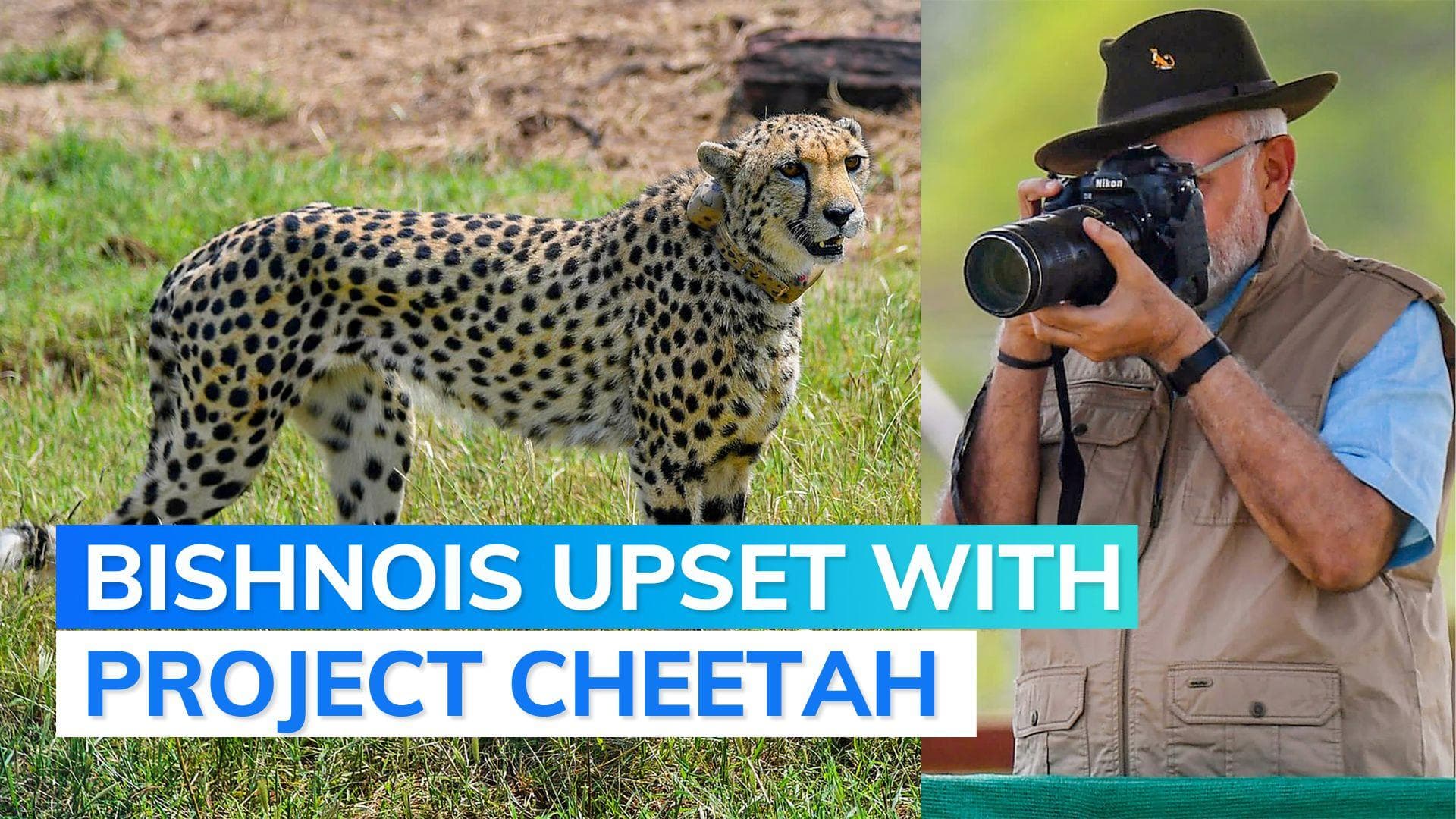 Project Cheetah: why Bishnoi community has written to PM seeking intervention