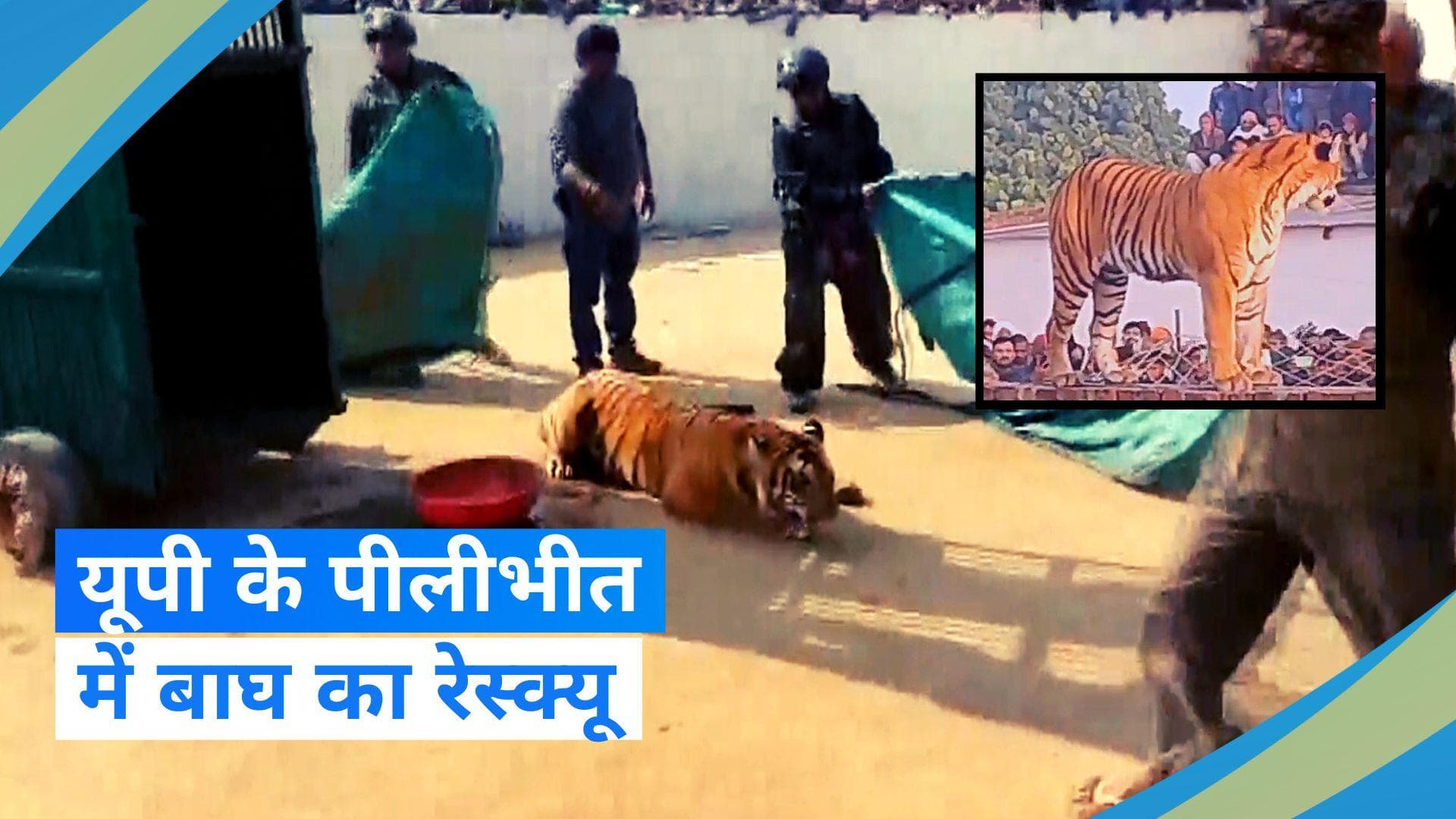 UP News: पीलीभीत में दीवार पर आराम फरमाने वाले बाघ को वन विभाग की टीम ने पकड़ा, लोगों ने ली राहत की सांस