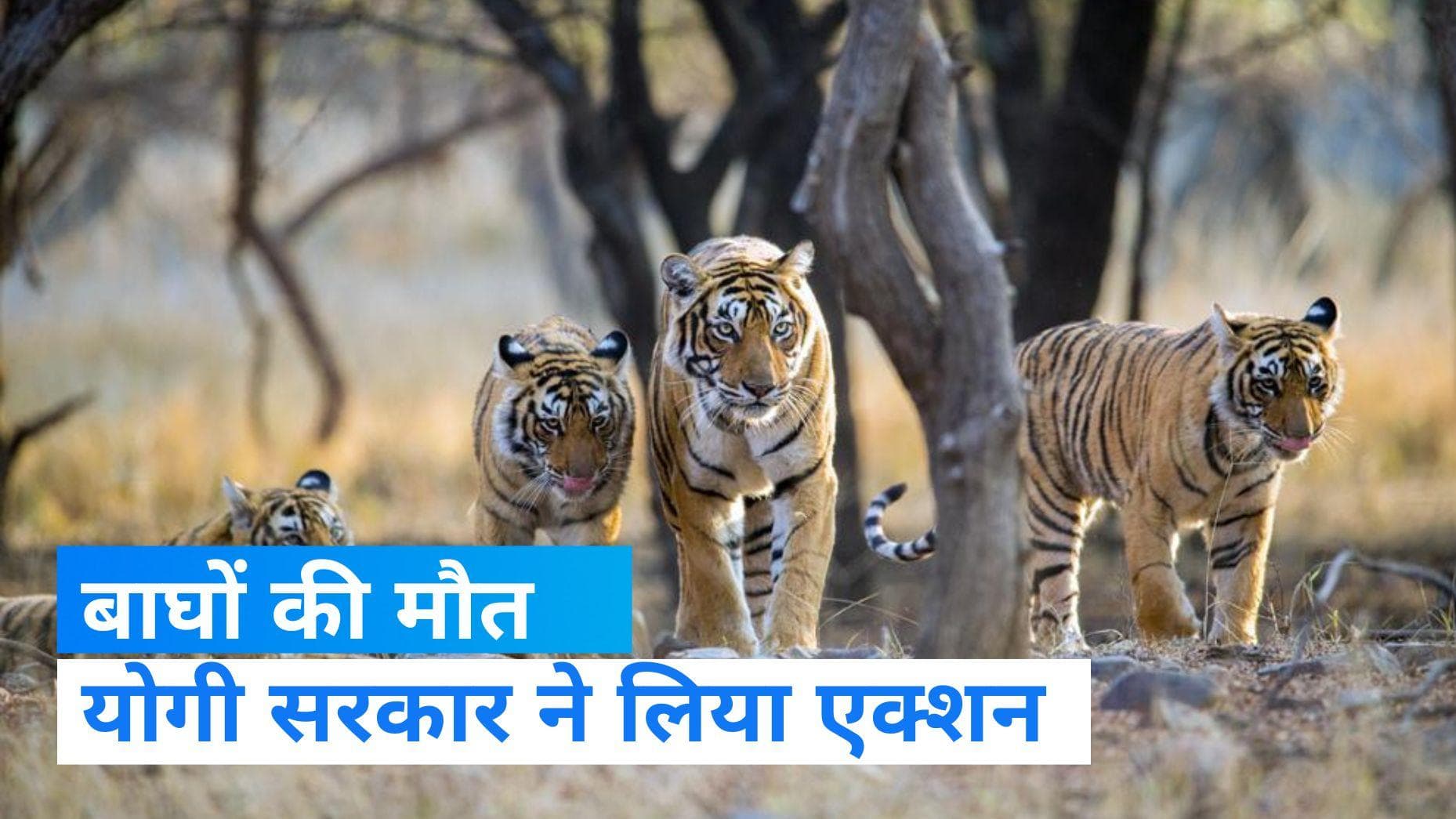 Dudhwa National Park: बाघों की मौत पर योगी सरकार ने लिया एक्शन, फील्ड डायरेक्टर पर गिरी गाज