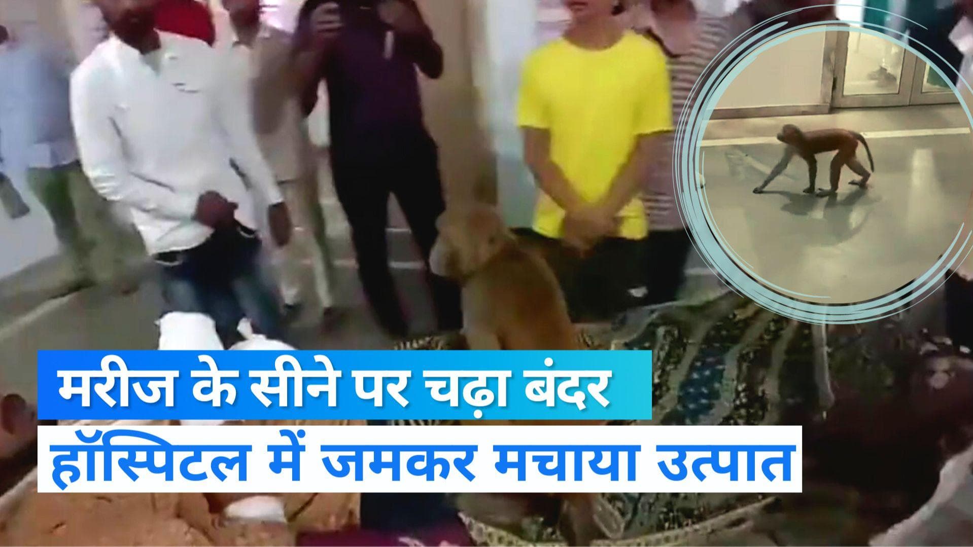Rajasthan News: अस्पताल में रोगी के सीने पर चढ़ा बंदर, तोड़- फोड़ के बाद लोगों पर किया हमला 