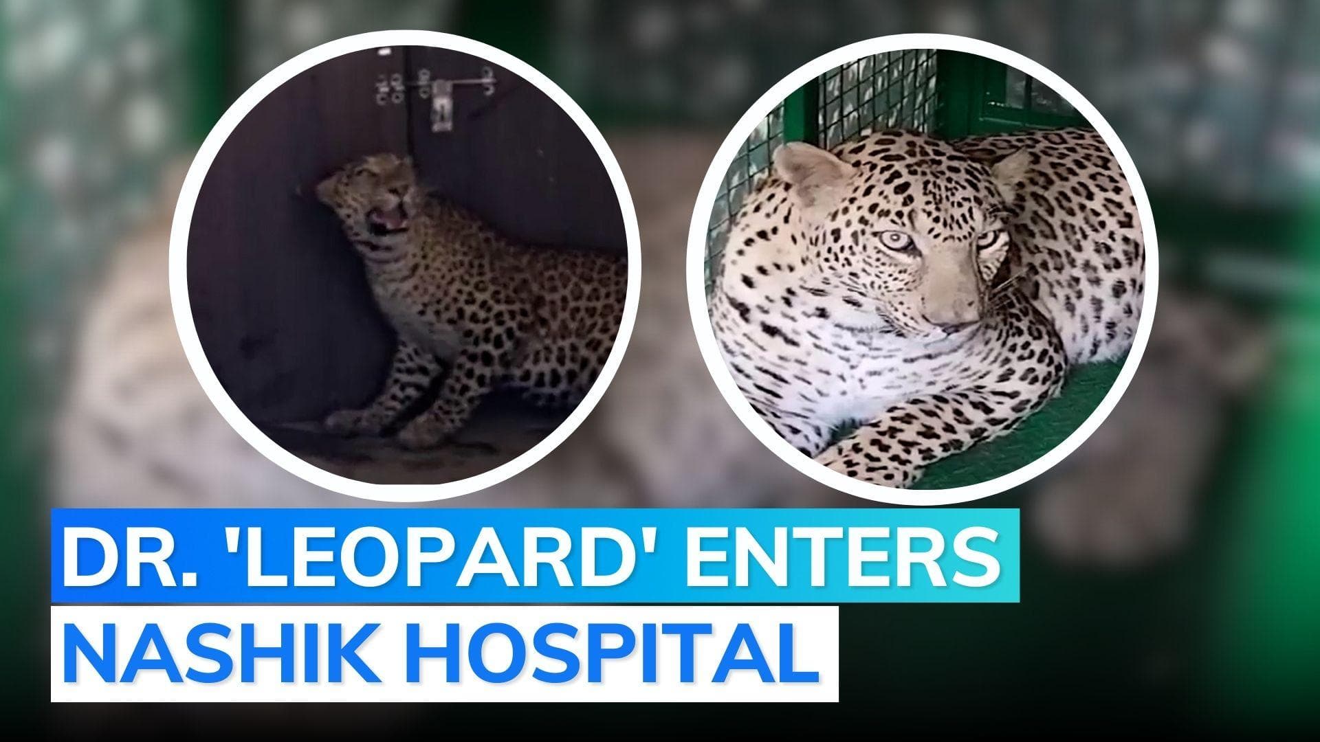 Leopard enters hospital in Nashik, video goes viral