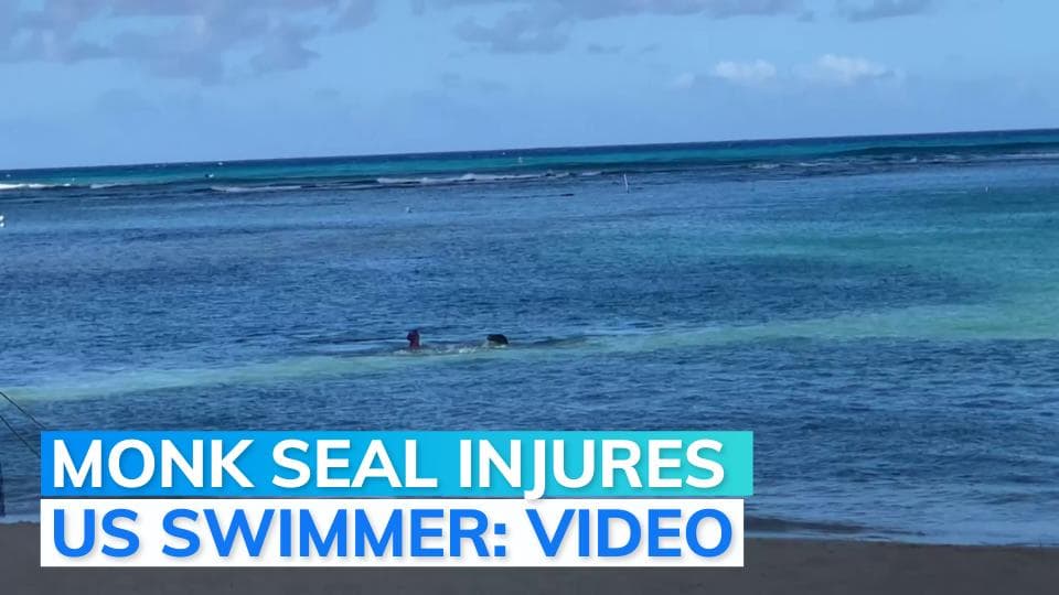 Video: Monk seal brutally attacks swimmer in Hawaii