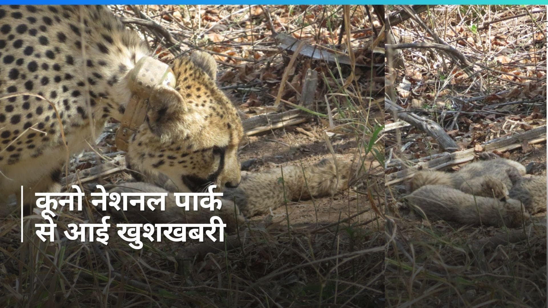 Kuno National Park में गूंजी किलकारी, साउथ अफ्रीका से आई 'गामिनी' ने 5 शावकों को दिया जन्म