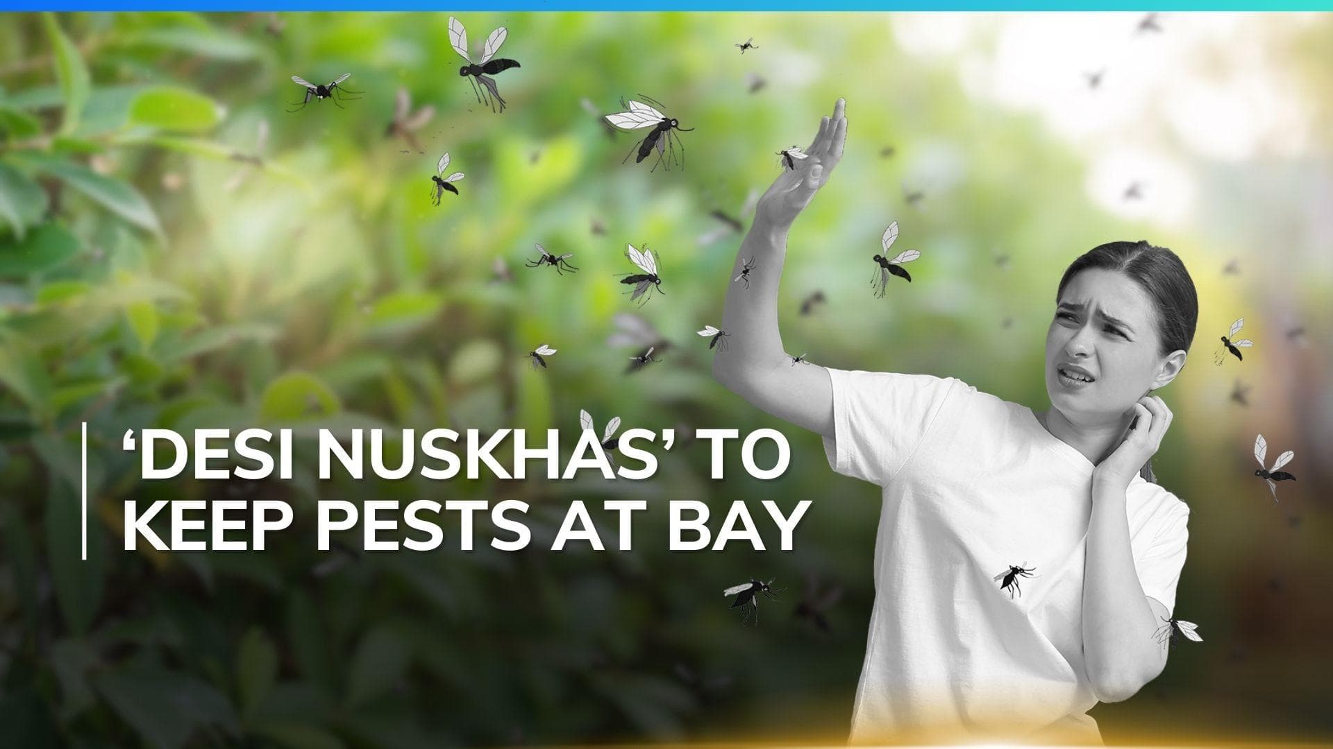 Keep insects away this monsoon with these easy DIY tips for a clean and infection-free home