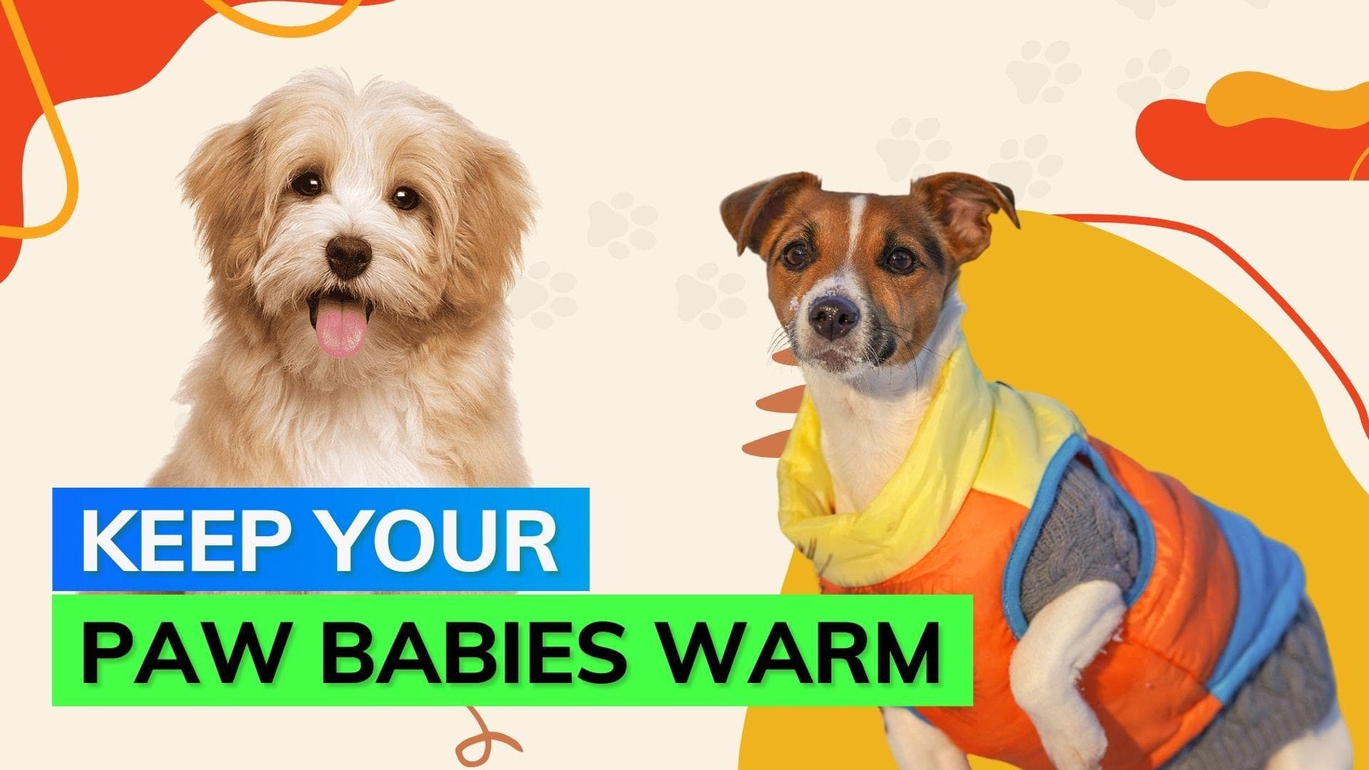 Winter pet care tips: Keep your fur buddies warm this chilly weather