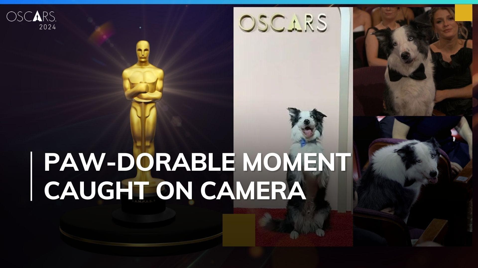Oscars 2024: Messi, the dog from ‘Anatomy Of A Fall’, attends event in bow-tie; steals spotlight