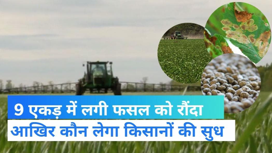 MP Farmer: मध्यप्रदेश के धार में किसान ने 9 बीघे में लगी सोयाबीन की फसल नष्ट कर दी, ये है वजह 