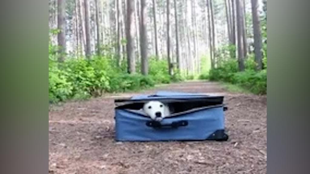 Sky high airfare grounds plans for many hopeful travellers