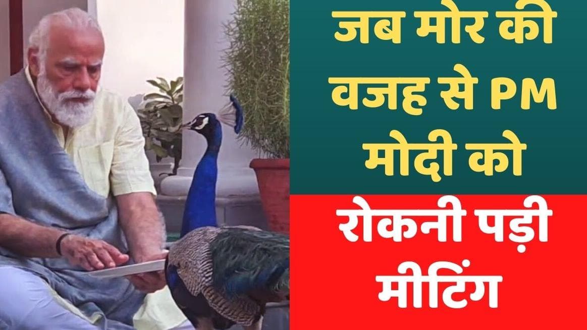 जब PM Modi ने मोर को खिलाने के लिए रोकी थी जरूरी मीटिंग, अमित शाह ने सुनाया किस्सा