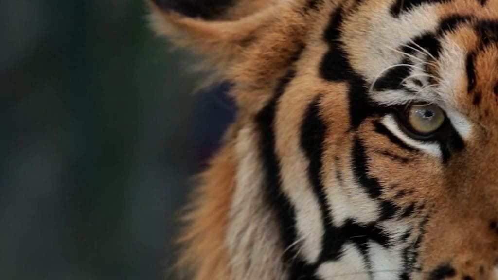 Kultoli Royal Bengal: জাল, খাঁচা, টোপ সবই আছে, কিন্তু অধরা বাঘ, কুলতলিতে রয়‍্যাল বেঙ্গল রহস‍্য