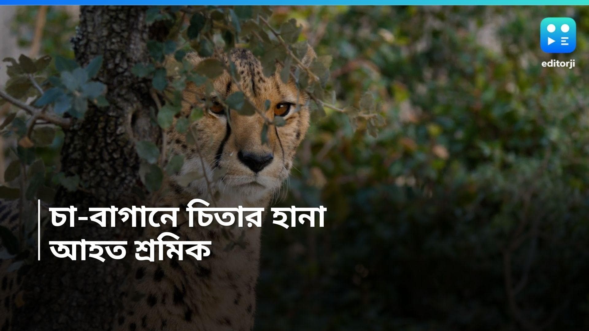 Malbazar leopard attack: চা-বাগানে চিতার হানা, গুরুতর আহত মহিলা শ্রমিক 