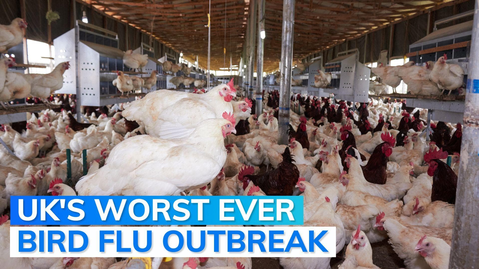 Avian flu outbreak in England, all poultry and captive birds to be kept indoors