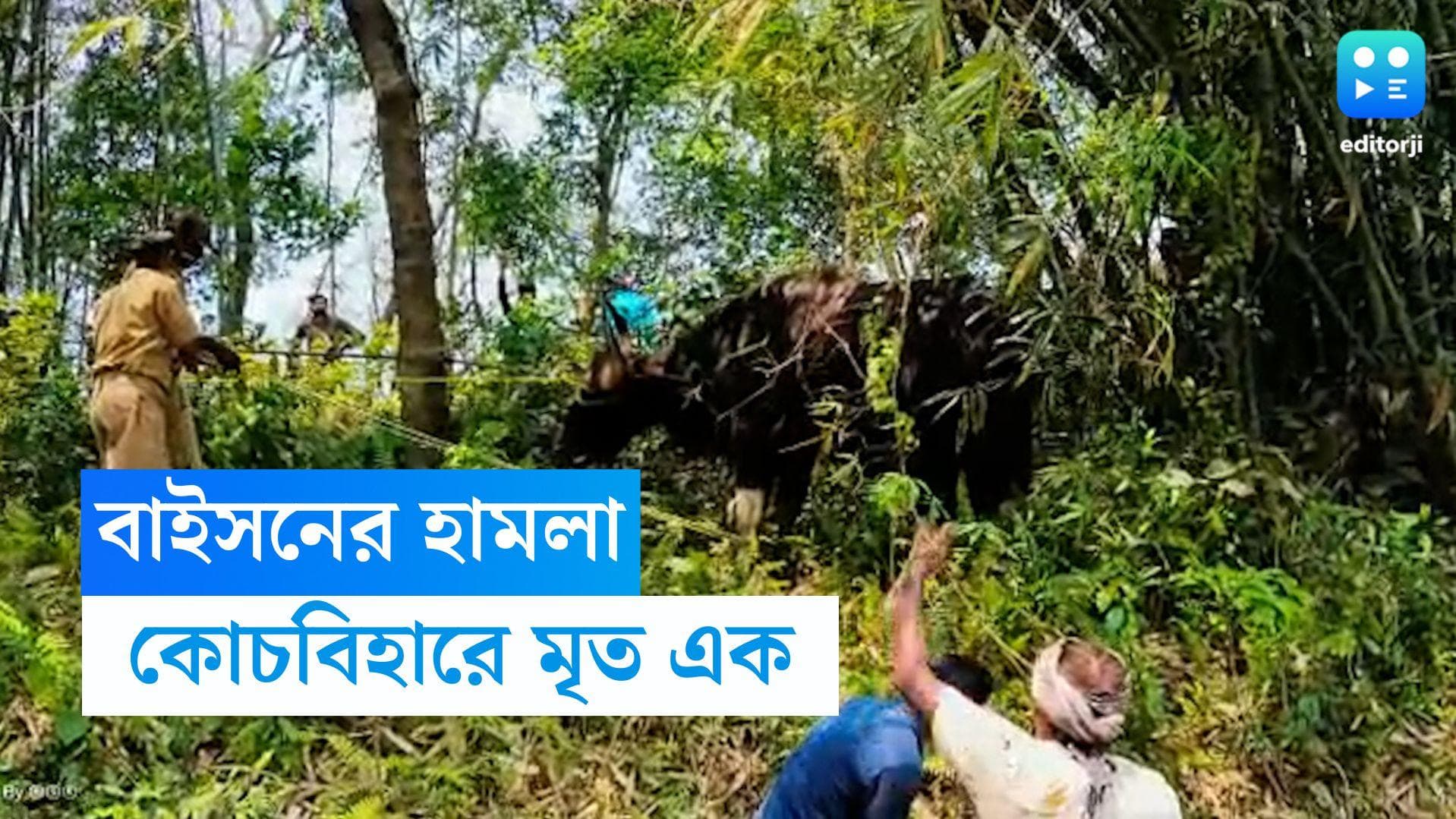 Cooch Behar News: বাইসনের হামলায় মৃত এক, আহত কমপক্ষে আট