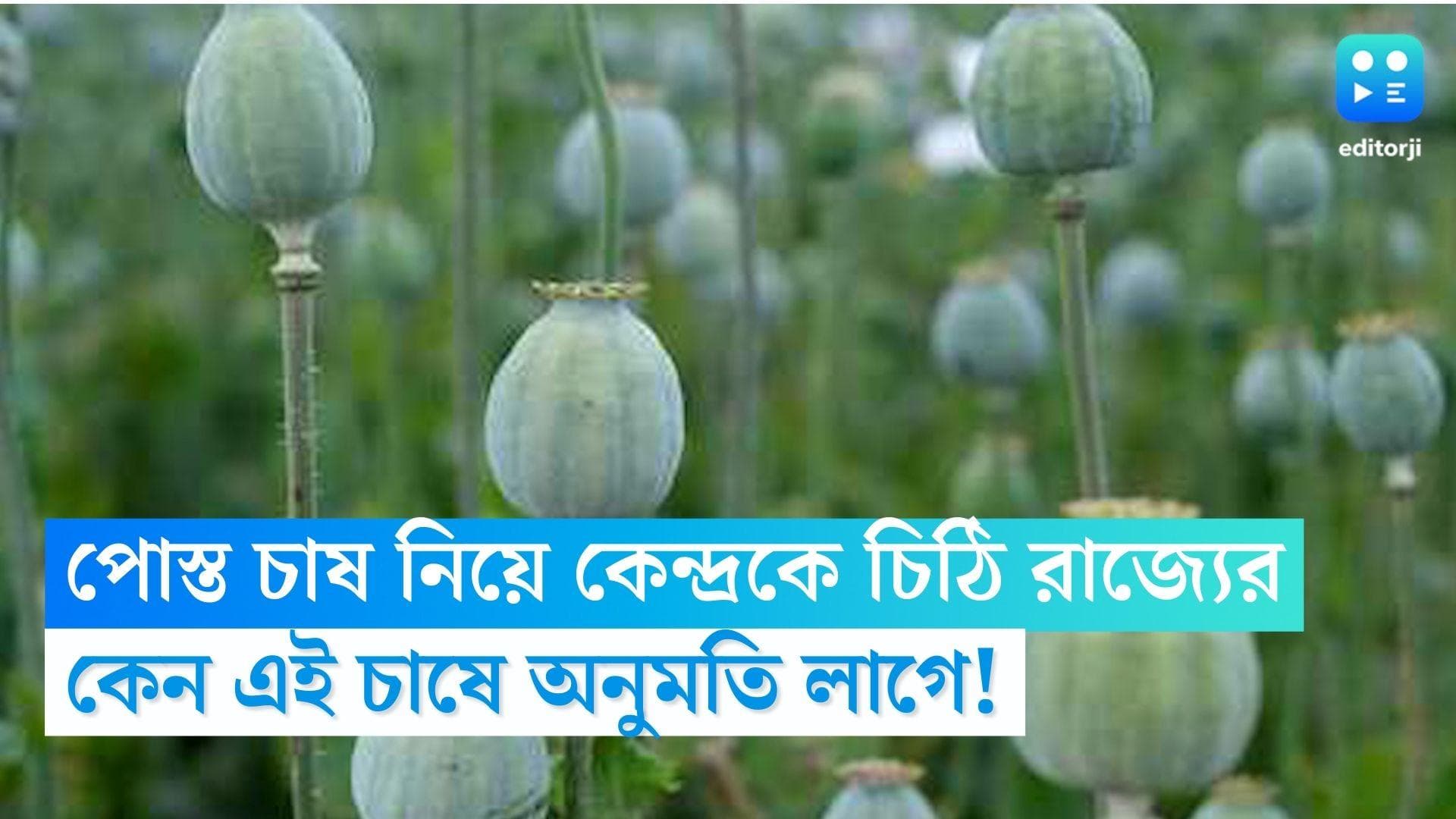 Poppy Seeds: পোস্ত চাষের অনুমতি চেয়ে কেন্দ্রকে চিঠি রাজ্যের, কেন করা যায় না এই চাষ? 