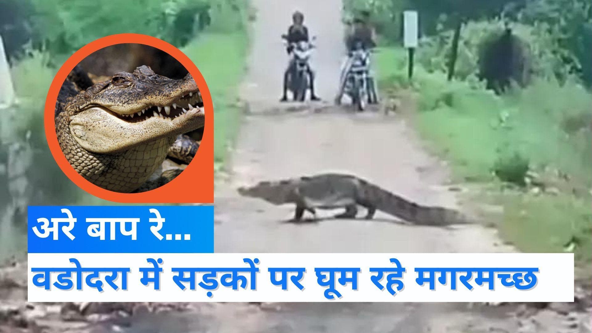 VIRAL VIDEO: रिहायशी इलाके में घूम रहे मगरमच्छ, डर में जी रहे स्थानीय लोग