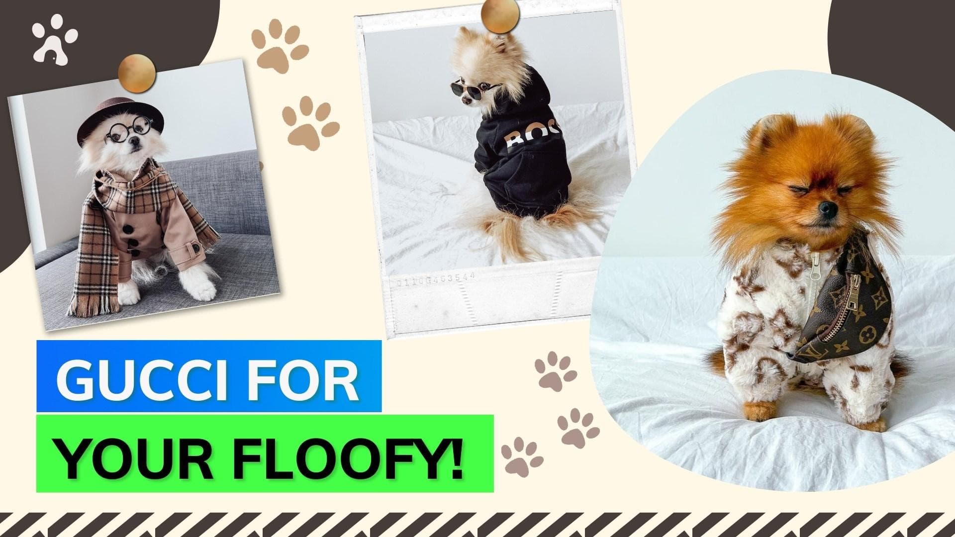 This winter upgrade your pet babies' wardrobe to haute couture