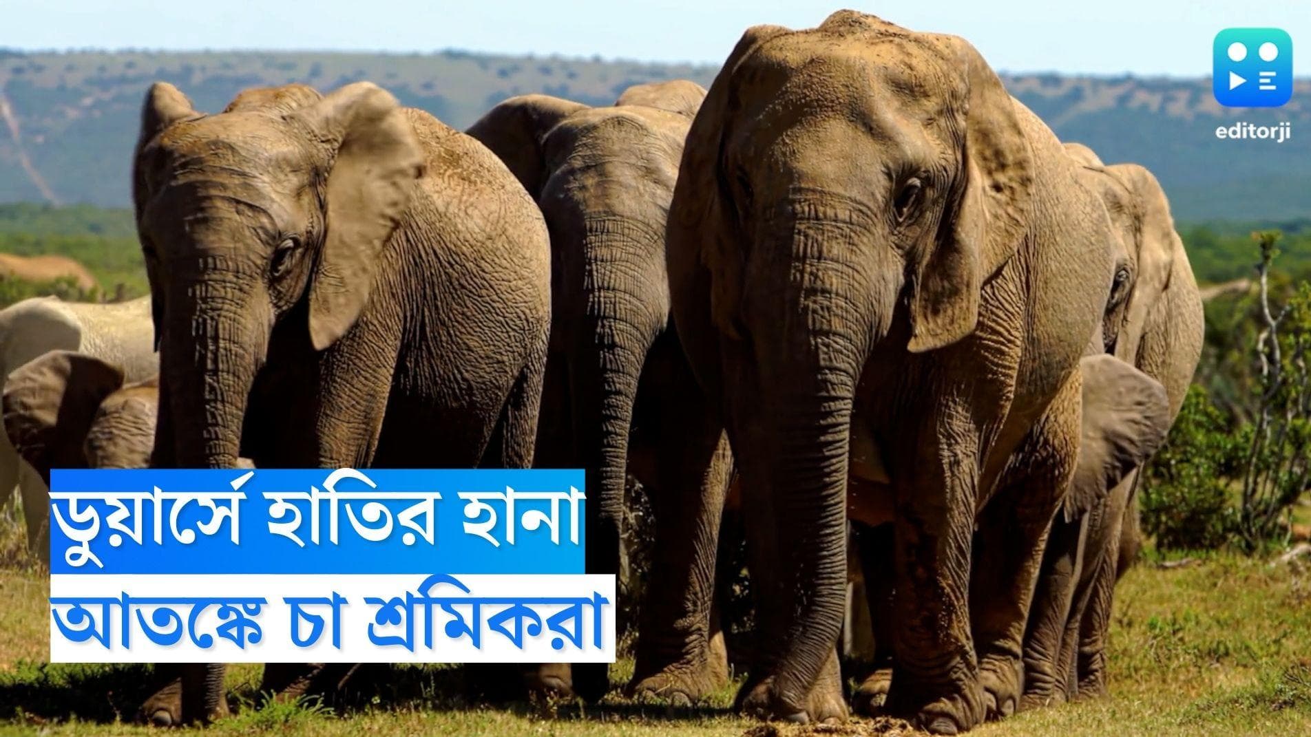Dooars Elephant : ডুয়ার্সের চা বাগানে হাতির হানা, আতঙ্কে শ্রমিকরা, ঘটনাস্থলে বন দফতর