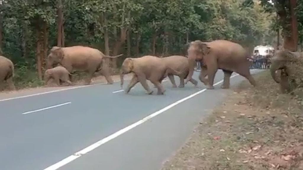 Bankura: যখন তখন রাস্তায় বেরিয়ে পড়ছে হাতি, আতঙ্কে দিন কাটছে বাঁকুড়ার গ্রামবসীদের