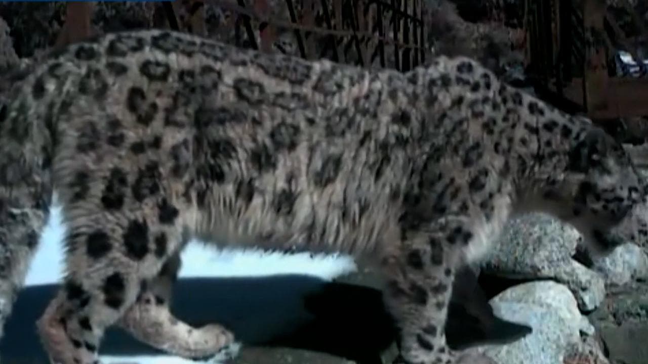 Watch: Rare snow leopard spotting in Kaza by ITBP troops 