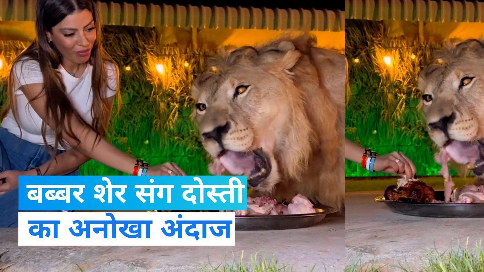 Viral Video: खतरनाक शेर और महिला खा रहे एक प्लेट में खाना, वीडियो हुआ वायरल