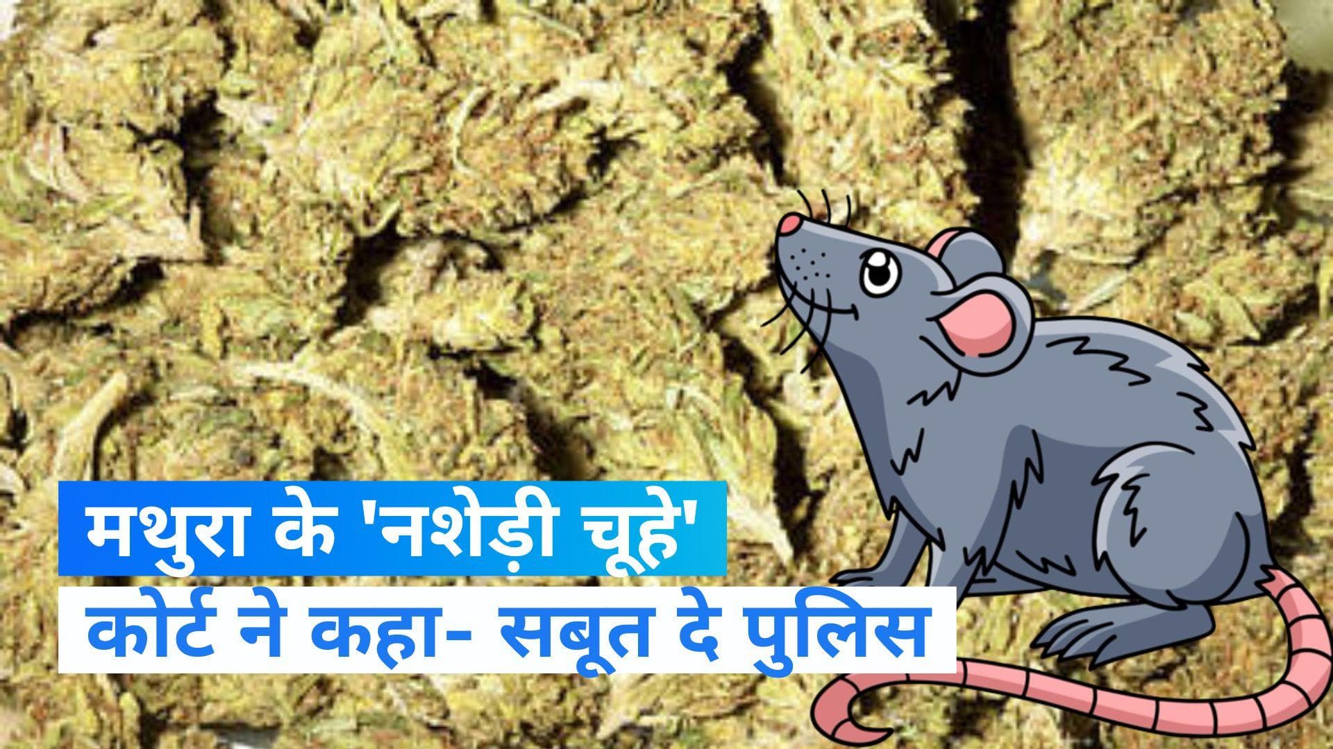 Mathura: मथुरा में 'नशेड़ी चूहे' ! पुलिस थाने में 581 किलो गांजा खा जाने का दावा