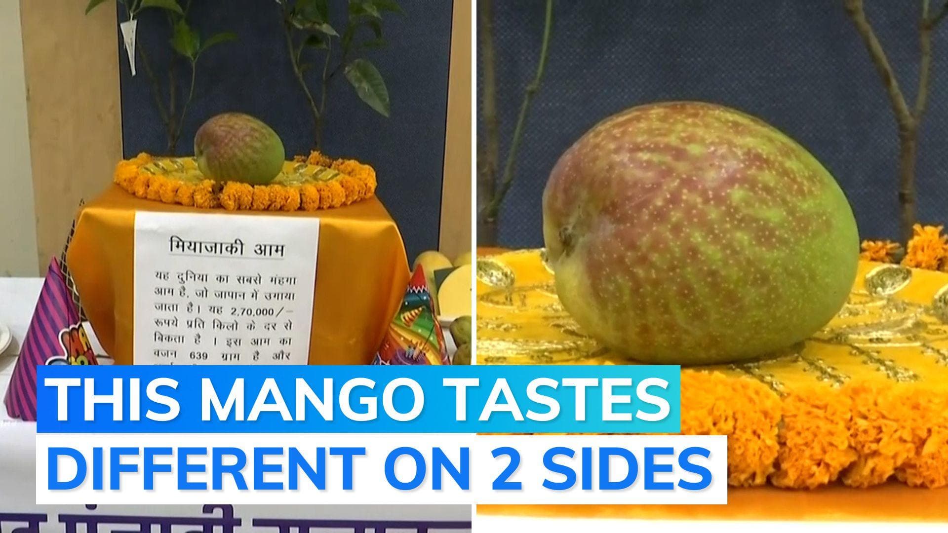 World's costliest mango at Raipur festival. Watch how much Miyazaki costs