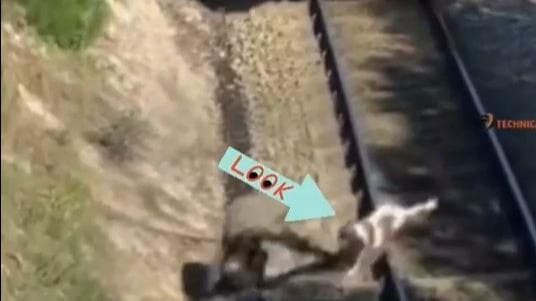 Viral Video: अपने जान की बाजी लगाकर शख्स ने कुत्ते को ट्रेन की चपेट में आने से बचाया, वीडियो वायरल