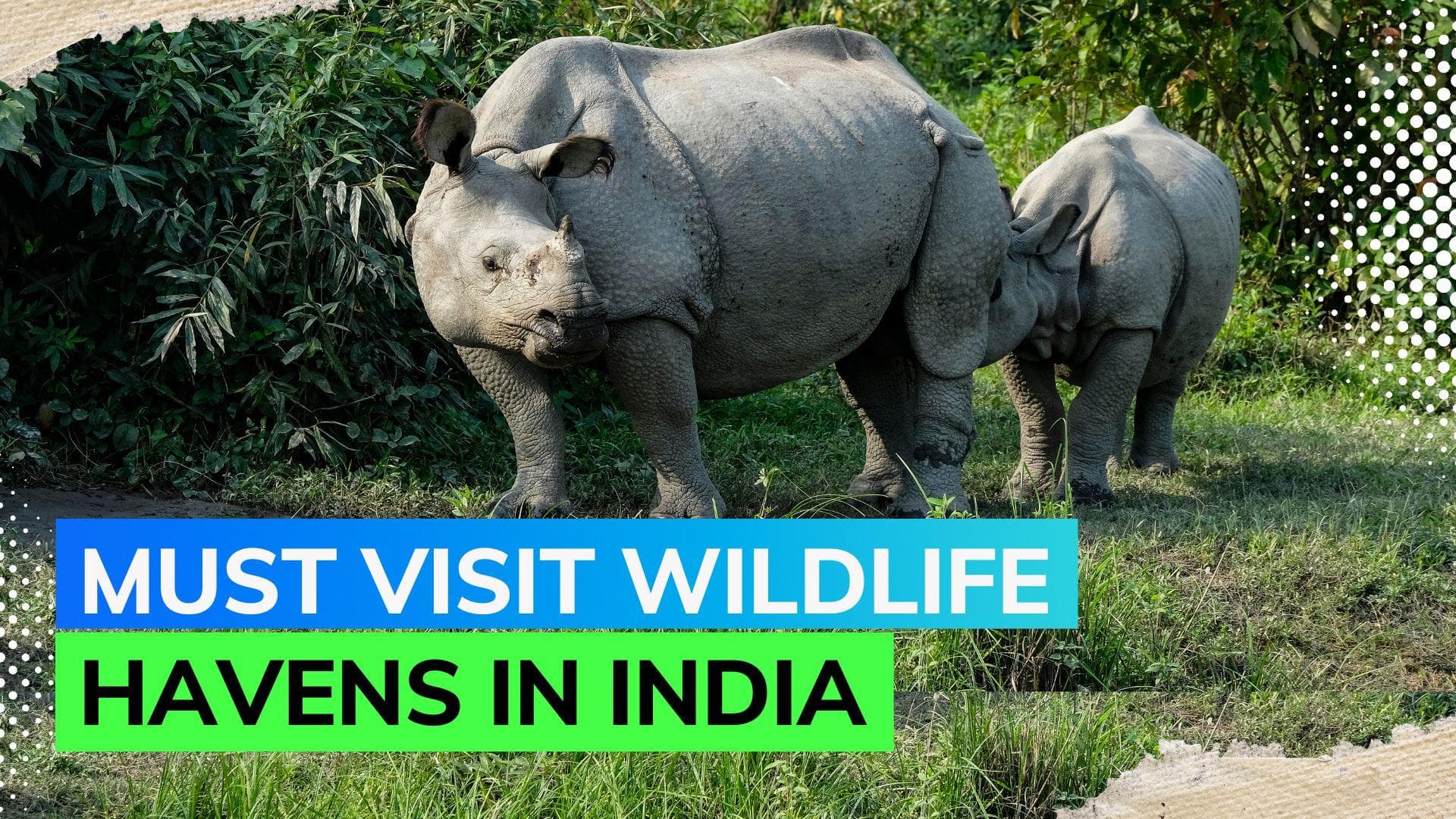 World Wildlife Day: Top 5 wildlife sanctuaries in India you must visit in your lifetime