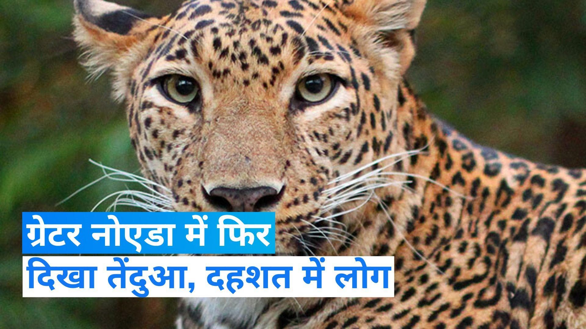Leopard spotted in Greater Noida: सोसाइटी में फिर से तेंदुआ देख दहशत में लोग, रेस्क्यू की कोशिशें जारी